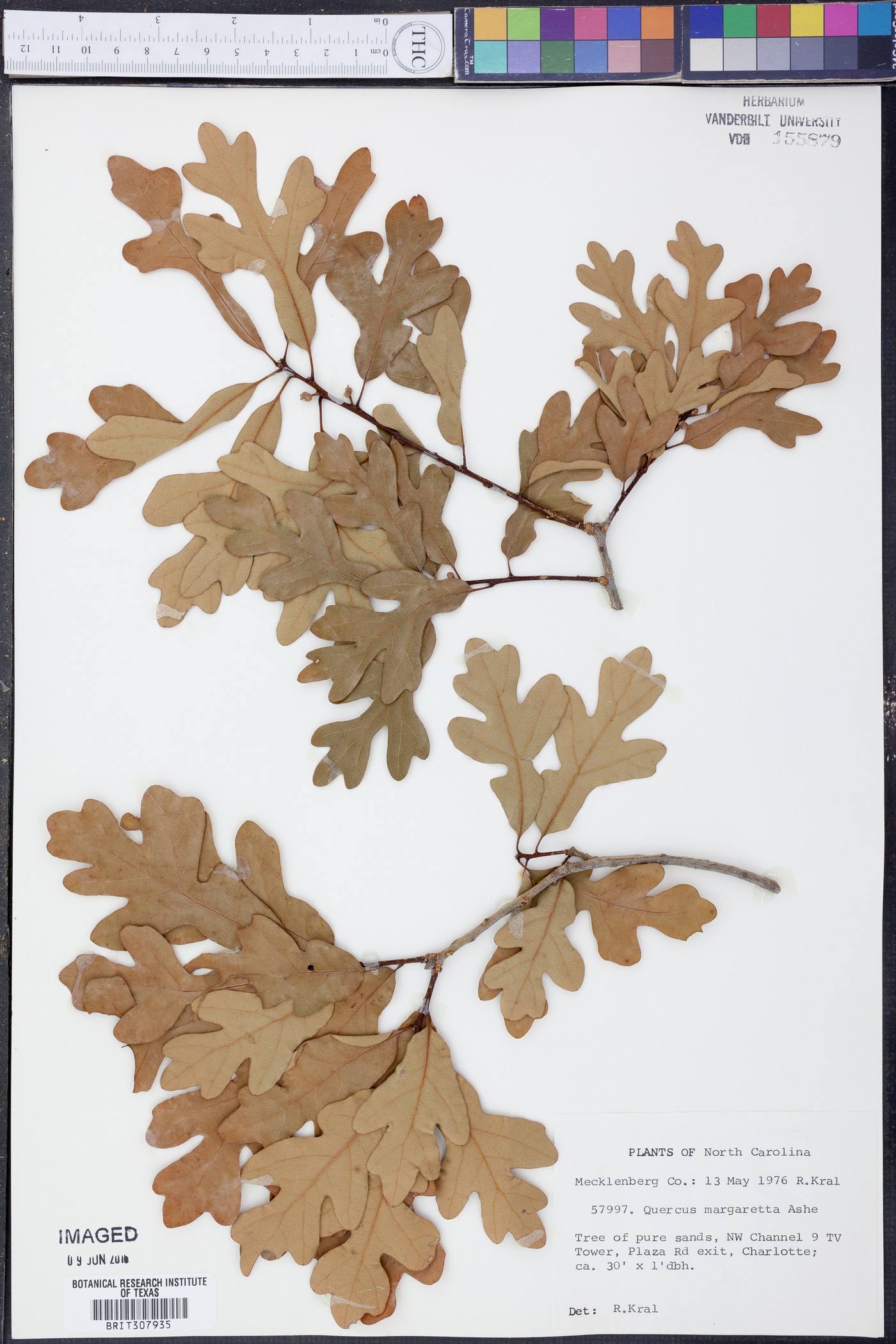 Quercus margaretta image