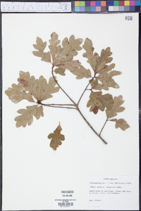 Quercus margaretta image