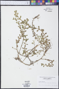 Bacopa monnieri image