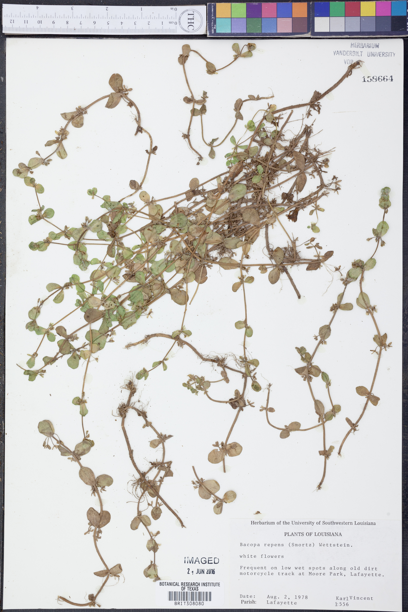 Bacopa repens image