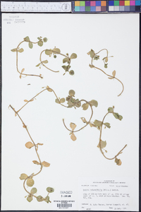 Bacopa rotundifolia image