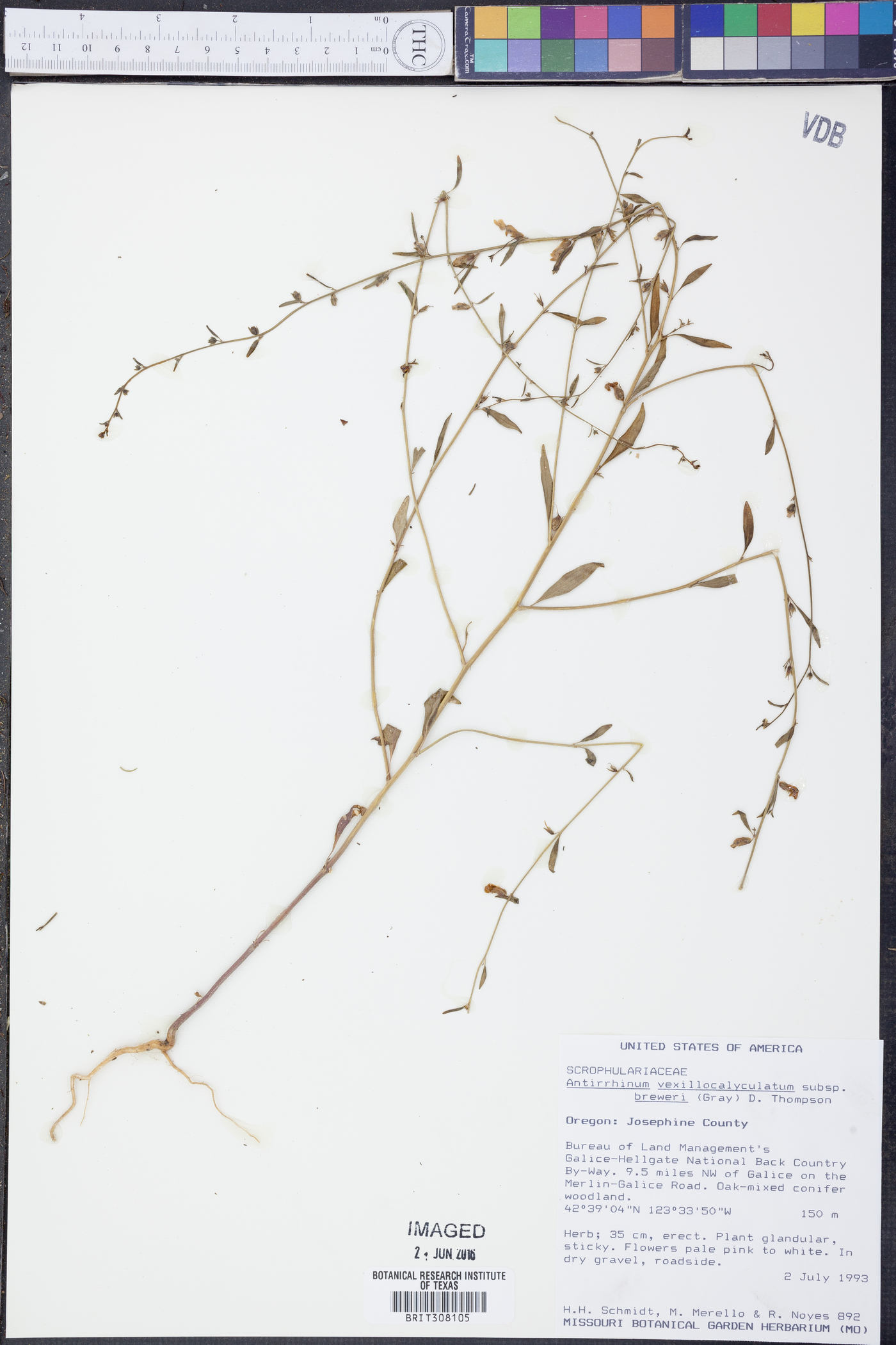 Antirrhinum vexillo-calyculatum image