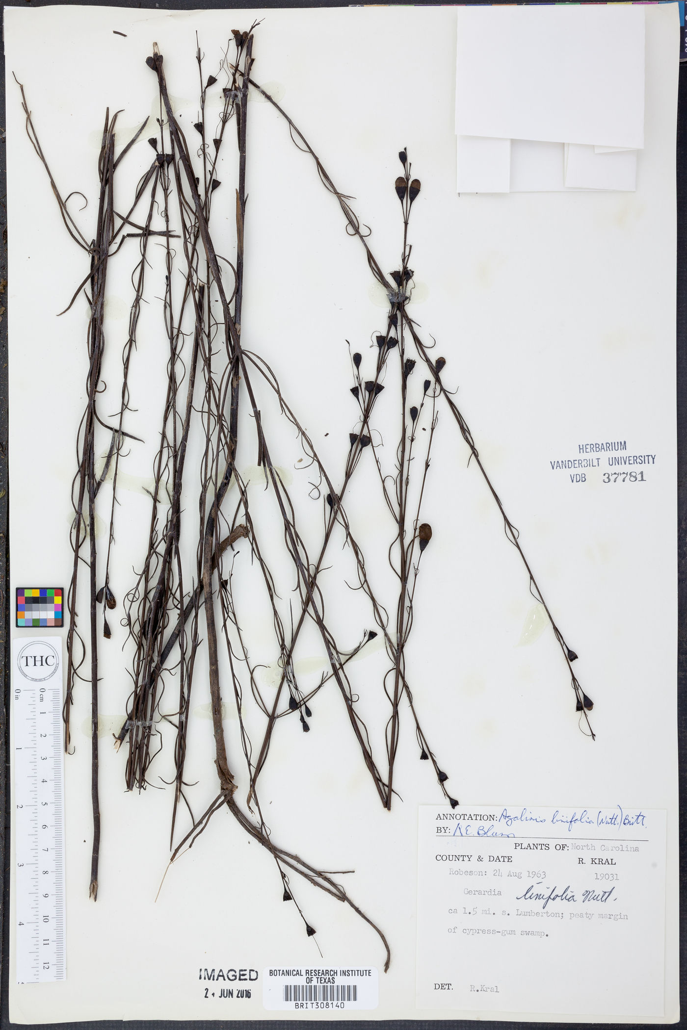 Agalinis linifolia image