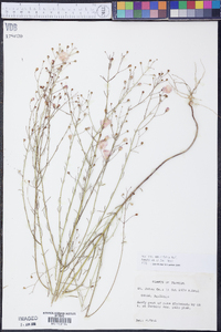 Agalinis obtusifolia image