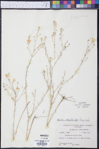 Agalinis obtusifolia image