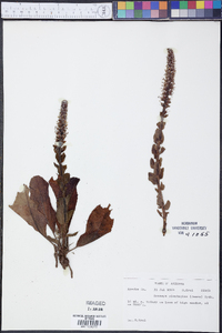 Besseya plantaginea image