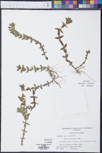 Bacopa caroliniana image