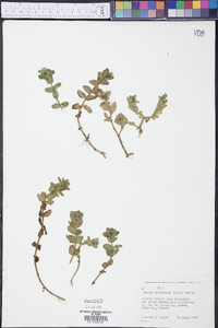 Bacopa caroliniana image