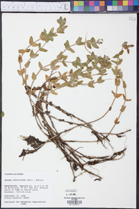 Bacopa caroliniana image