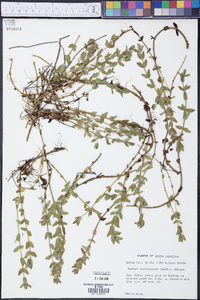 Bacopa caroliniana image