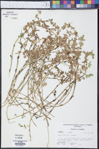 Bacopa cyclophylla image