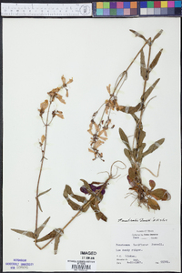 Penstemon australis image