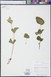 Rubus acaulis image