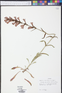 Penstemon angustifolius image