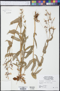 Penstemon alluviorum image