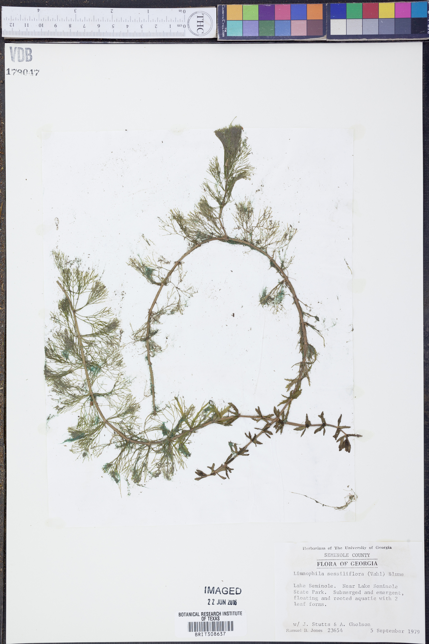 Limnophila sessiliflora image