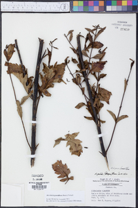 Aureolaria grandiflora image