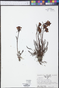 Pedicularis sudetica subsp. pacifica image