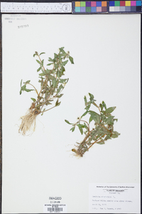 Gratiola virginiana image