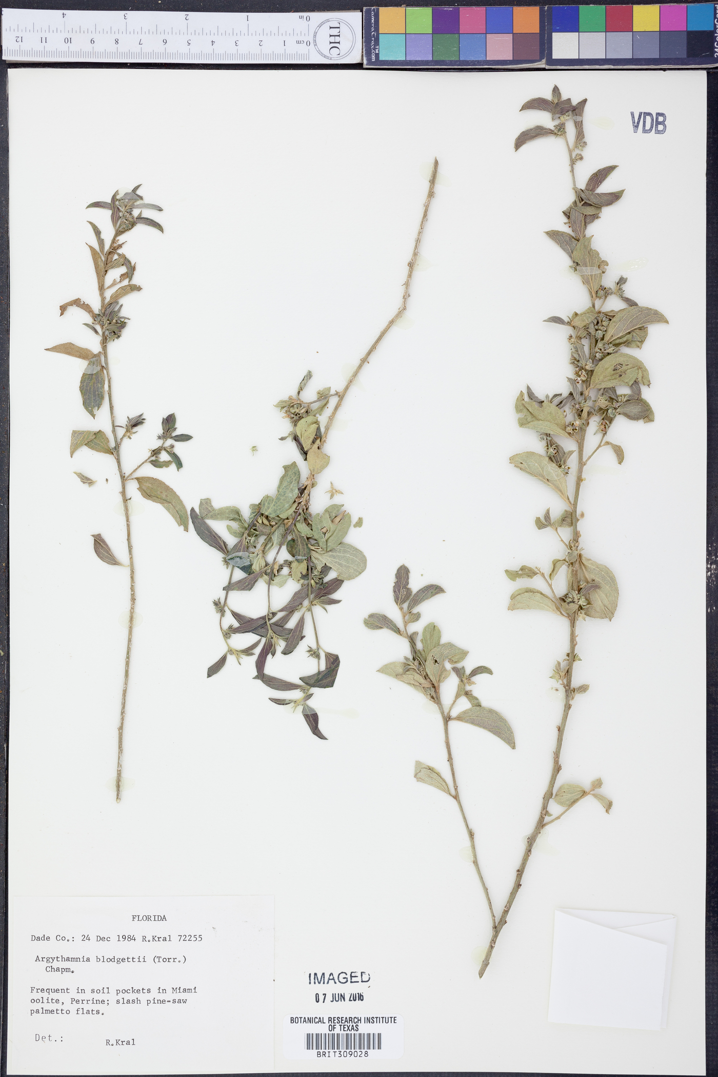 Argythamnia blodgettii image