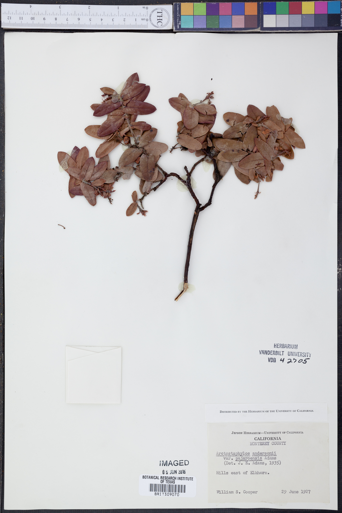 Arctostaphylos andersonii var. pajaroensis image