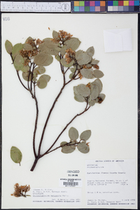 Arctostaphylos manzanita image