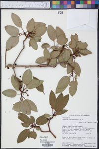 Arbutus xalapensis image