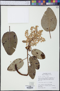 Arbutus menziesii image