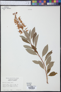 Elliottia racemosa image