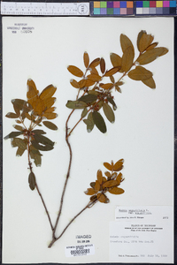 Kalmia angustifolia var. angustifolia image