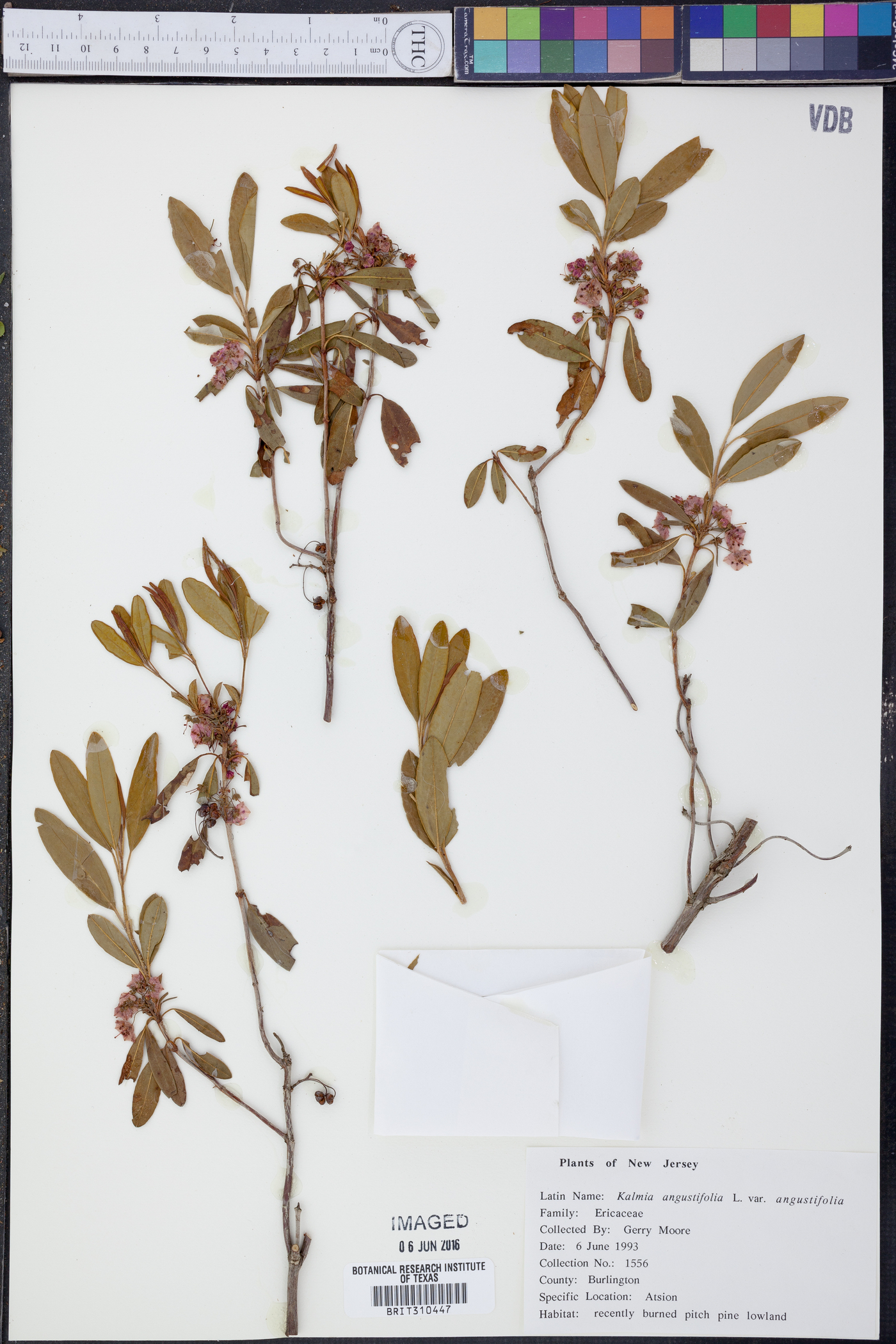 Kalmia angustifolia var. angustifolia image