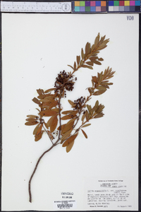 Kalmia angustifolia var. carolina image