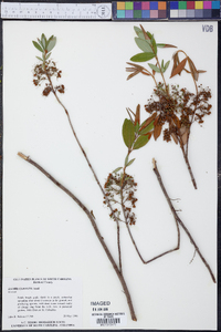 Kalmia angustifolia var. carolina image