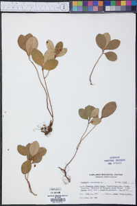 Gaultheria procumbens image