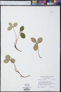 Gaultheria procumbens image