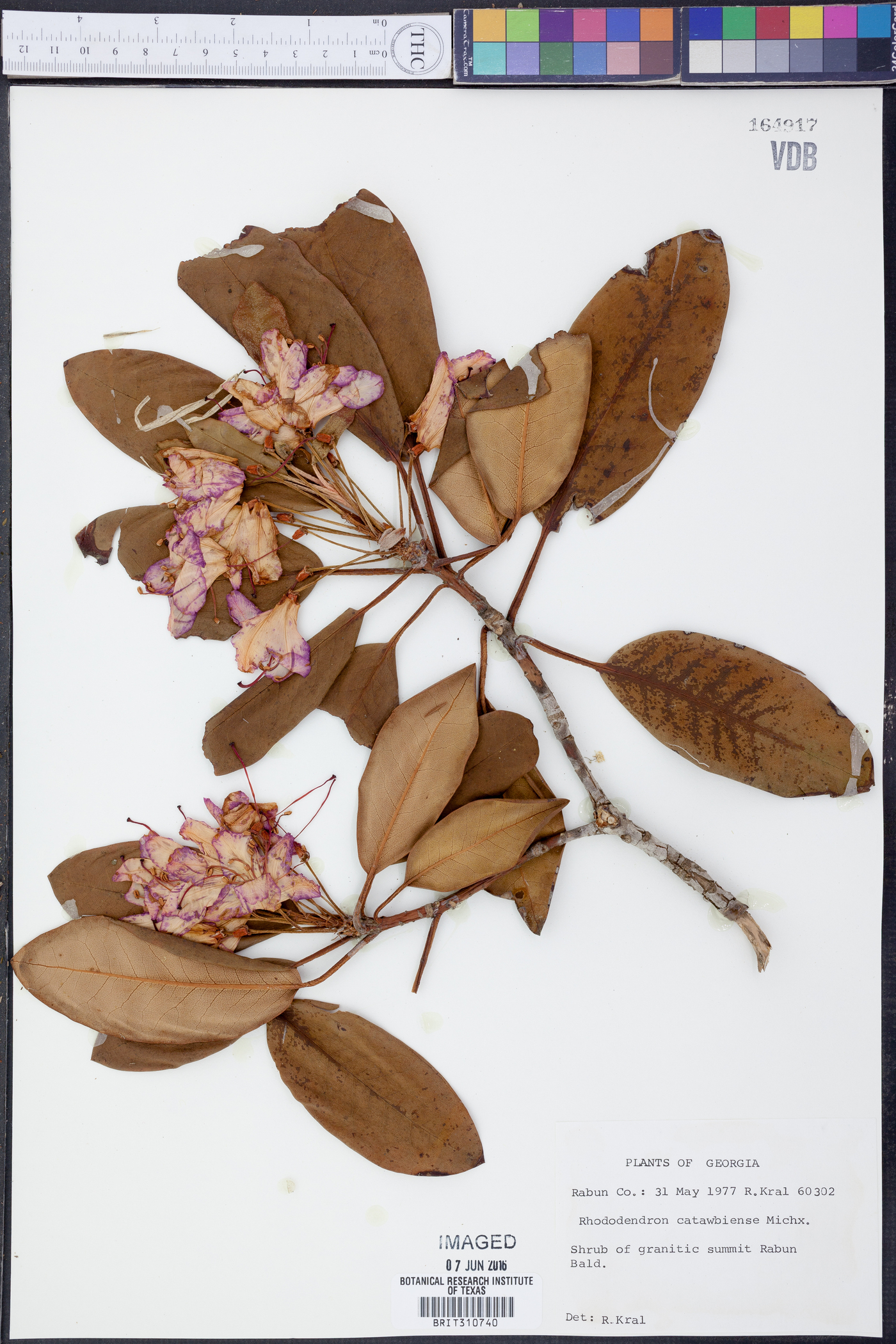 Rhododendron catawbiense image