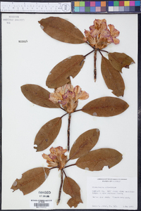 Rhododendron catawbiense image