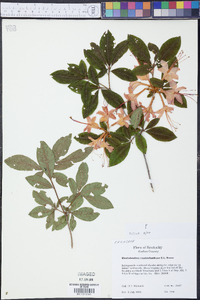 Rhododendron cumberlandense image