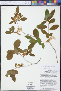 Rhododendron eastmanii image