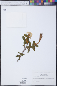 Rhododendron groenlandicum image