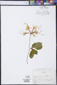 Rhododendron periclymenoides image