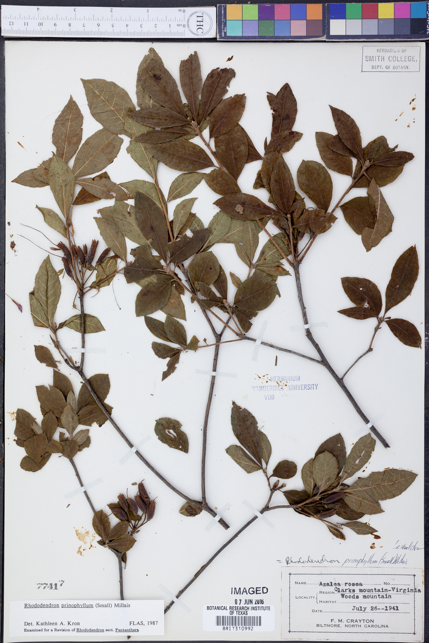 Rhododendron prinophyllum image