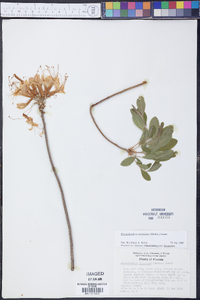 Rhododendron canescens image