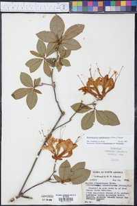 Rhododendron calendulaceum image