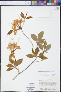 Rhododendron calendulaceum image