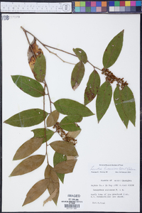 Leucothoe axillaris image