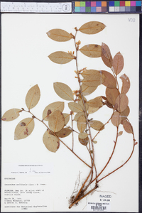 Leucothoe axillaris image