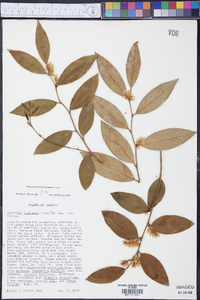 Leucothoe axillaris image