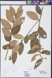 Leucothoe axillaris image