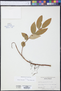 Leucothoe axillaris image